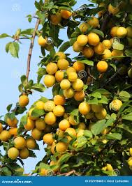 Attēlu rezultāti vaicājumam “Prunus cerasifera fruit”