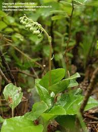 Attēlu rezultāti vaicājumam “Orthilia secunda bud”