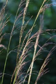 Attēlu rezultāti vaicājumam “Deschampsia cespitosa bud”