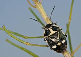 Attēlu rezultāti vaicājumam “Eurydema oleracea imago”