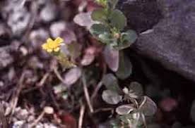 Attēlu rezultāti vaicājumam “Pseudocalliergon turgescens”