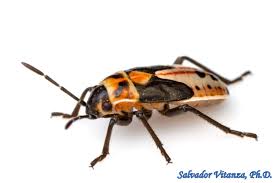 Attēlu rezultāti vaicājumam “Lygaeidae”