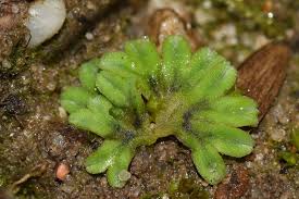 Attēlu rezultāti vaicājumam “Riccia sorocarpa macro”