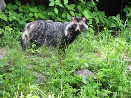 Attēlu rezultāti vaicājumam “Nyctereutes procyonoides”