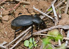 Attēlu rezultāti vaicājumam “Carabus coriaceus”