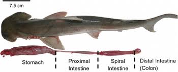 Image result for Sphyrna tiburo