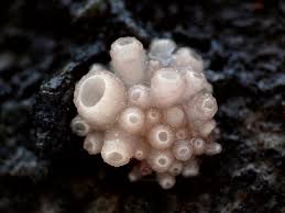 Attēlu rezultāti vaicājumam “Neobulgaria pura”