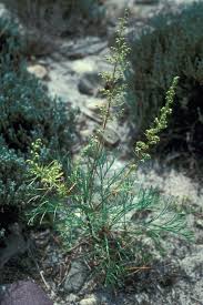 Image result for Artemisia caudata