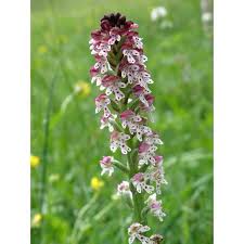 Attēlu rezultāti vaicājumam “Orchis ustulata”