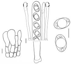 Attēlu rezultāti vaicājumam “Helvella atra”