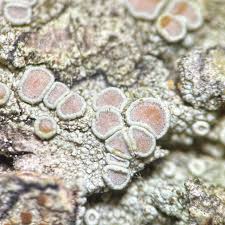 Attēlu rezultāti vaicājumam “Lecanora albella”