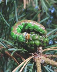 Attēlu rezultāti vaicājumam “Sphinx pinastri larva”