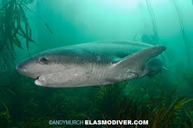 Image result for Notorynchus cepedianus