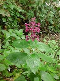 Attēlu rezultāti vaicājumam “Stachys”