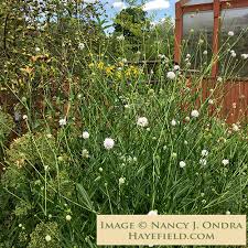 Image result for Succisa pratensis