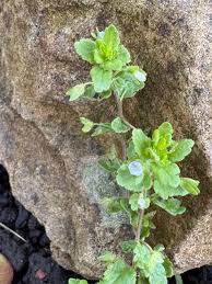 Attēlu rezultāti vaicājumam “Veronica scutellata bud”