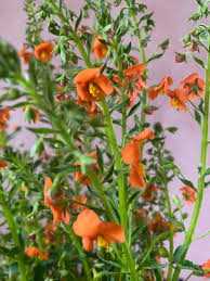 Image result for Alonsoa liniflora