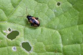 Attēlu rezultāti vaicājumam “Phyllotreta sp.”