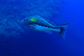 Image result for Epinephelus costae