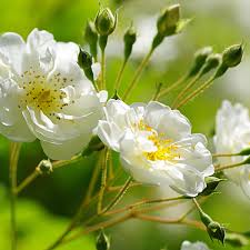 Image result for Rosengewächse