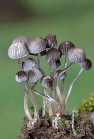 Attēlu rezultāti vaicājumam “Coprinus disseminatus”