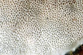 Attēlu rezultāti vaicājumam “Skeletocutis carneogrisea”