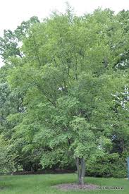 Attēlu rezultāti vaicājumam “Amelanchier canadensis”
