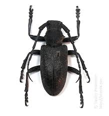 Attēlu rezultāti vaicājumam “Lamia textor”