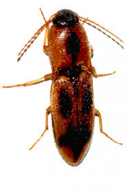 Attēlu rezultāti vaicājumam “Cardiophorus ruficollis”