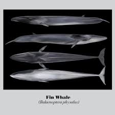 Image result for Balaenoptera borealis