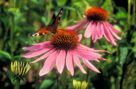 Image result for roter Sonnenhut