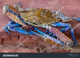 Image result for Callinectes sapidus