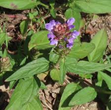 Attēlu rezultāti vaicājumam “Prunella vulgaris leaf”