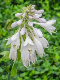 Attēlu rezultāti vaicājumam “Hosta sp. flower”