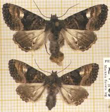 Attēlu rezultāti vaicājumam “Euplexia lucipara”