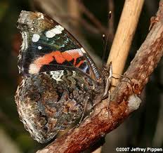 Attēlu rezultāti vaicājumam “Vanessa atalanta underside”