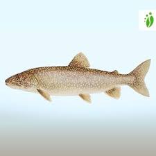 Image result for Salvelinus namaycush