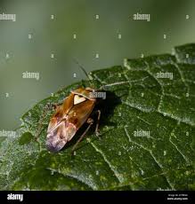 Attēlu rezultāti vaicājumam “Lygus pratensis imago”