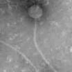 Mycobacteriophage Database | Institution Detail