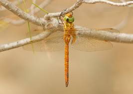 Attēlu rezultāti vaicājumam “Aeshna isoceles”