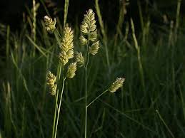 Attēlu rezultāti vaicājumam “Dactylis glomerata subsp. glomerata”