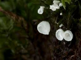 Attēlu rezultāti vaicājumam “Rimbachia neckerae”