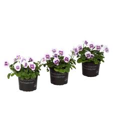 Image result for Hornveilchen