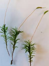 Attēlu rezultāti vaicājumam “Atrichum undulatum”