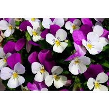 Attēlu rezultāti vaicājumam “Viola tricolor”
