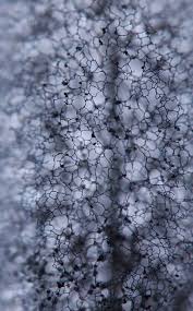 Attēlu rezultāti vaicājumam “Stemonitopsis gracilis”