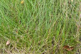 Attēlu rezultāti vaicājumam “Carex pulicaris”
