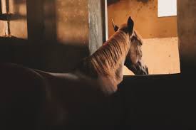 Image result for East Flegg Riding Club