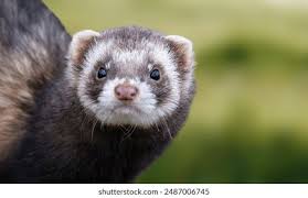Attēlu rezultāti vaicājumam “Mustela putorius”