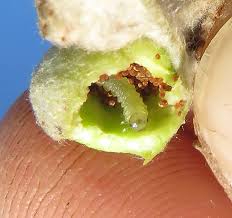 Attēlu rezultāti vaicājumam “Euura brevicornis”